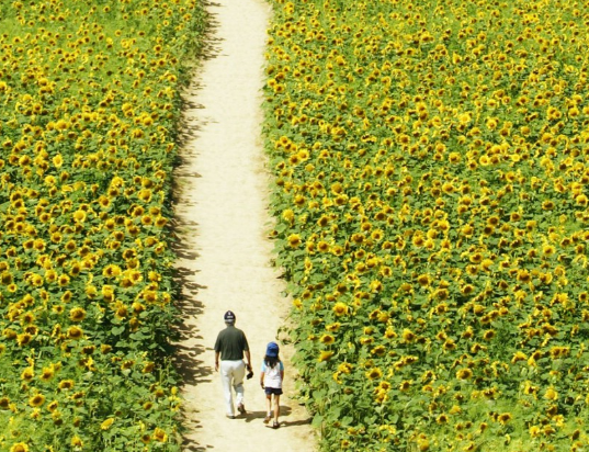 化妆品行业在华为投放广告开户需要多长时间? 化妆品行业在华为投放广告开户需要多长时间?