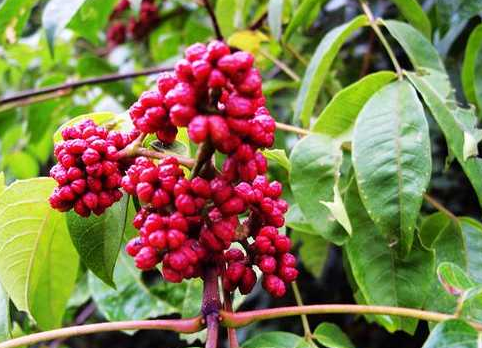 为什么说小米推广可以窥探整个悲伤的人生? 为什么说小米推广可以窥探整个悲伤的人生?