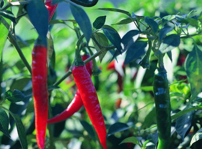 祛痘广告跑小米商店推广日耗是多少? 祛痘广告跑小米商店推广日耗是多少?