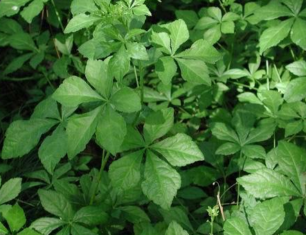 小米推广节庆用品有什么政策?有什么优惠活动? 小米推广节庆用品有什么政策?有什么优惠活动?