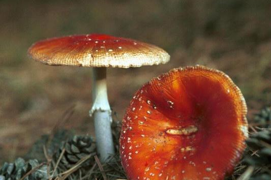 小米信息流广告跑商旅服务效果怎么样？怎么开户？