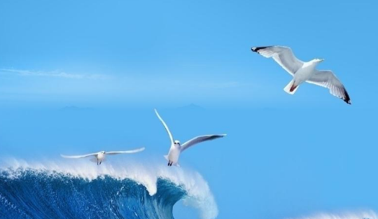 魅族商店广告怎么做？跑兰蔻广告怎么样？