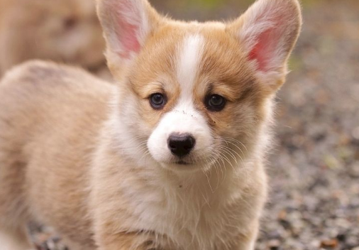 魅族推广怎么收费?在广州棋牌行业好不好做? 魅族推广怎么收费?在广州棋牌行业好不好做?