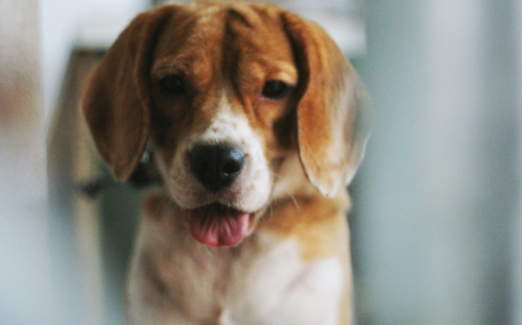 uc浏览器代理商是哪家？在uc上跑游戏注册成本多少？