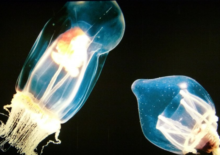 uc浏览器代理商是哪家？在uc上跑游戏注册成本多少？