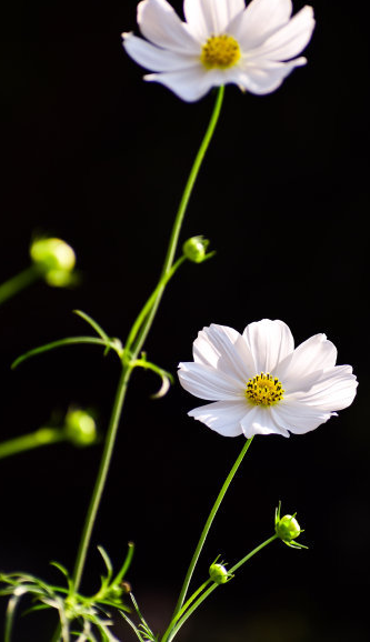 uc信息流广告代理商电话是多少?UC推广吊顶材料怎么收费? uc信息流广告代理商电话是多少?UC推广吊顶材料怎么收费?