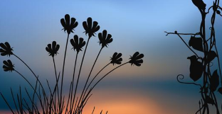 wps有哪些广告展现形式?wps现在跑剃须刀成本是多少? wps有哪些广告展现形式?wps现在跑剃须刀成本是多少?