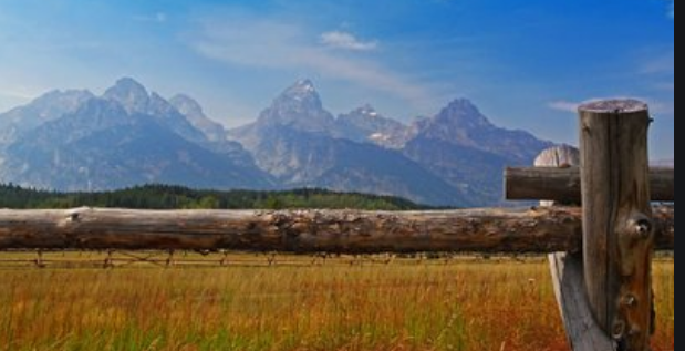 智慧树茶叶广告投放技有哪些？智慧树开户代理商电话是多少？