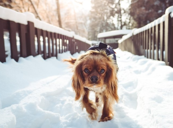 懂球帝信息流广告账户开通需要多少钱呢?懂球帝代理商是哪家? 懂球帝信息流广告账户开通需要多少钱呢?懂球帝代理商是哪家?