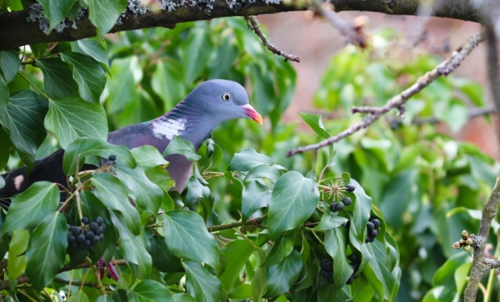 酷狗现在跑加粉成本需要多少钱?酷狗现在推广那些产品呢? 酷狗现在跑加粉成本需要多少钱?酷狗现在推广那些产品呢?