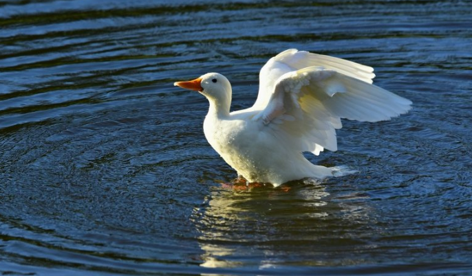 酷狗现在跑绝缘器材成本需要多少钱呢?酷狗怎么做推广? 酷狗现在跑绝缘器材成本需要多少钱呢?酷狗怎么做推广?