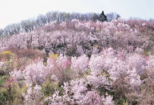 全民K歌信息流广告怎么登录?全平台投放广告.