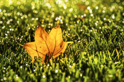 芒果TV广告怎么做?芒果TV视频开户流程。 芒果TV广告怎么做?芒果TV视频开户流程。