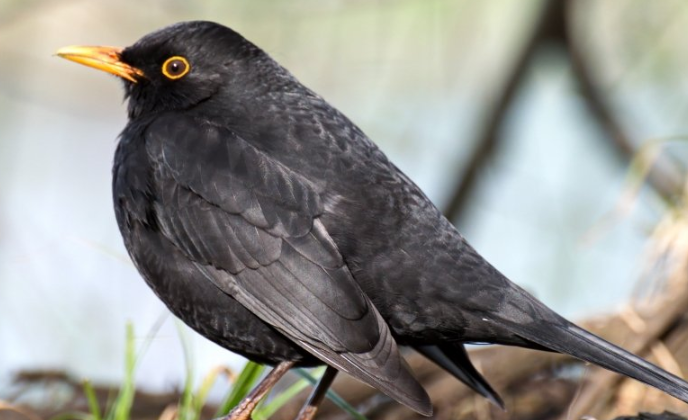 芒果TV广告投放案例有哪些？芒果现在跑加粉成本需要多少钱呢?