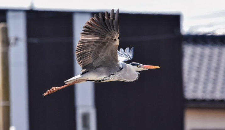 芒果TV视频广告客服电话是多少？芒果现在跑塑料成本需要多少钱呢？