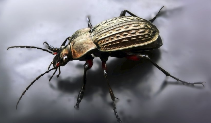 你知道芒果信息流怎么投放吗？芒果视频现在跑减肥成本需要多少钱呢？