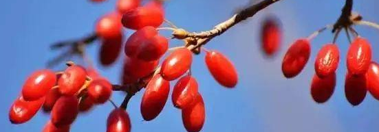 猎豹浏览器搜索广告怎么收费？猎豹浏览器跑餐具成本是多少？