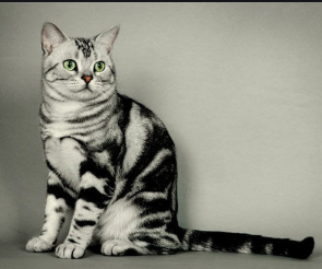 猎豹推广什么渠道好?不太可能涉嫌侮辱他人的智商。 猎豹推广什么渠道好?不太可能涉嫌侮辱他人的智商。