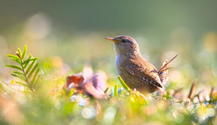 酷狗现在跑能源返点多少?酷狗代理商电话是多少? 酷狗现在跑能源返点多少?酷狗代理商电话是多少?