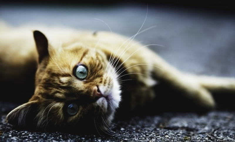 爱奇艺视频广告投放哪家做得好？爱奇艺广告投放报价多少?