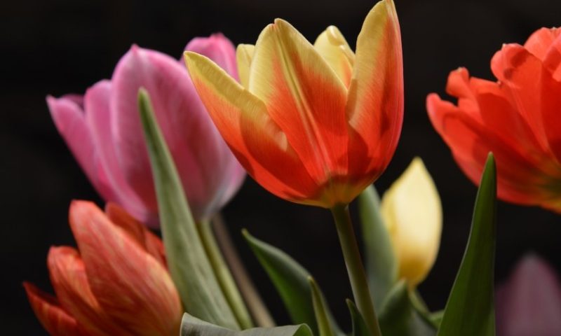 爱奇艺视频广告投放哪家做得好？爱奇艺广告投放报价多少?