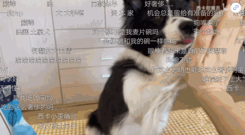 宠物品牌广告怎样借助哔哩哔哩达人推广营销? 宠物品牌广告怎样借助哔哩哔哩达人推广营销?