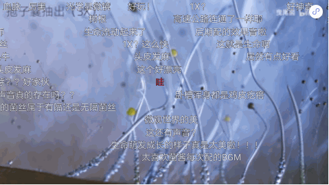 宠物品牌广告怎样借助哔哩哔哩达人推广营销? 宠物品牌广告怎样借助哔哩哔哩达人推广营销?