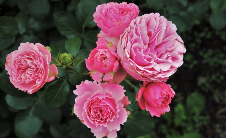 优酷视频广告登录入口在哪里?优酷现在跑开关成本需要多少? 优酷视频广告登录入口在哪里?优酷现在跑开关成本需要多少?