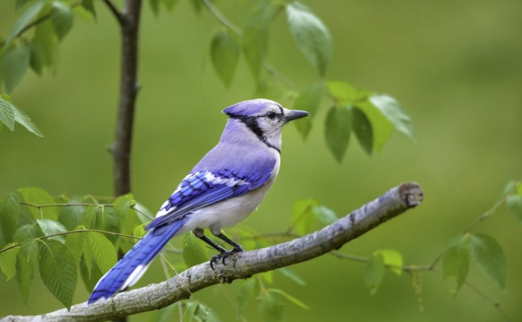 优酷广告开户流程有哪些？优酷开户客服电话是多少？