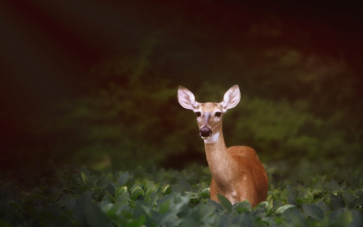 keep多少钱可以投放广告?keep跑医药返点多少？