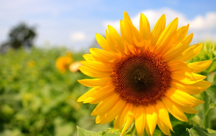 懂球帝推广电话是多少？懂球帝现在跑饲料成本多少？