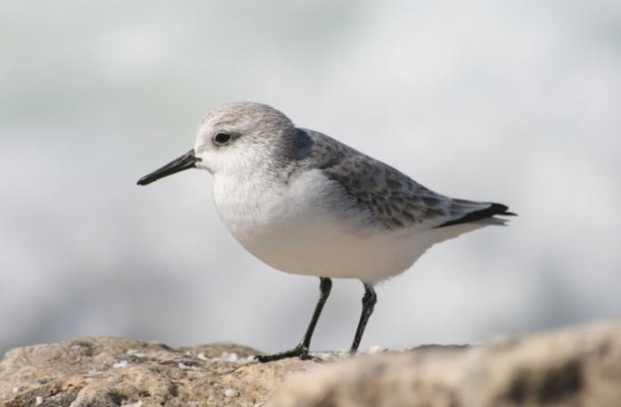 七猫小说广告政策有哪些？七猫现在跑服装行业效果怎么样？