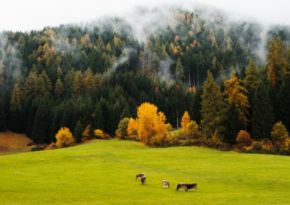 懂球帝现在跑服装行业成本需要多少钱呢？懂球帝现在跑健身器材成本需要多少钱？
