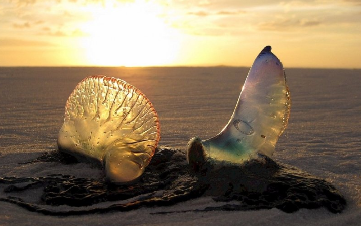 懂球帝现在跑食用菌效果怎么样？懂球帝现在开户价格是多少钱呢？