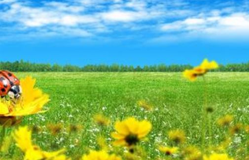 在vivo投放广告在哪家广告公司? 在vivo投放广告在哪家广告公司?