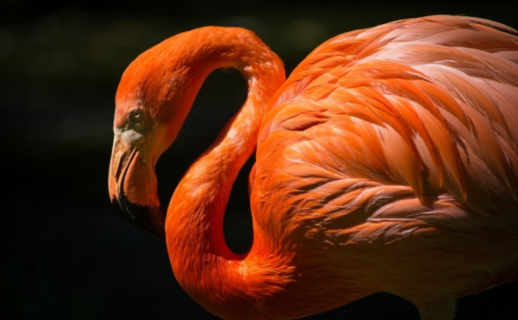 百度快照是什么?如何进行百度快照优化?(打开百度快照) 百度快照是什么?如何进行百度快照优化?(打开百度快照)