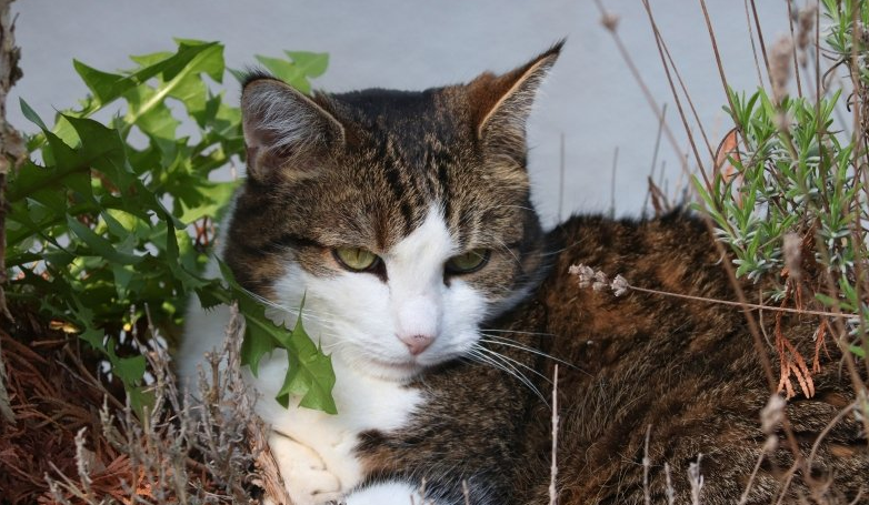 QQ浏览器推广为什么选北京王尘宇？QQ浏览器广告怎么全平台投放的？