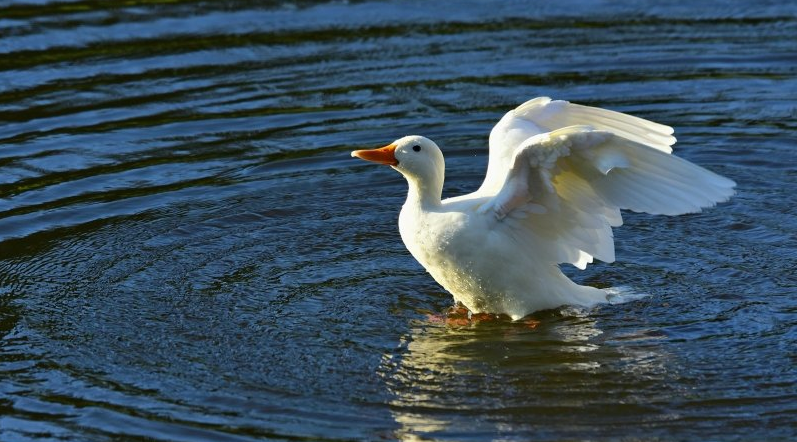 QQ浏览器推广为什么选北京王尘宇？QQ浏览器广告怎么全平台投放的？