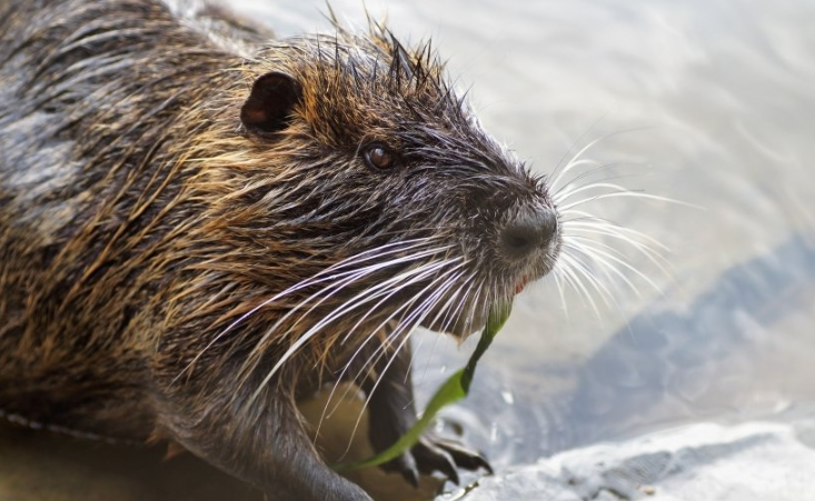 酷狗现在跑建筑材料返点有多少?酷狗现在跑窗帘成本需要多少钱呢? 酷狗现在跑建筑材料返点有多少?酷狗现在跑窗帘成本需要多少钱呢?