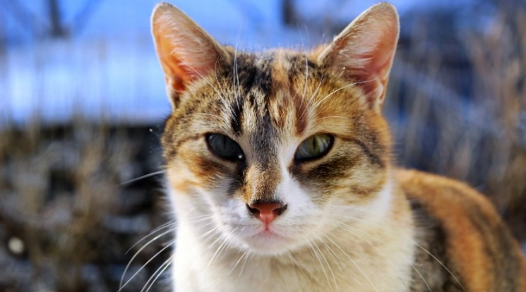 酷狗现在跑建筑材料返点有多少?酷狗现在跑窗帘成本需要多少钱呢? 酷狗现在跑建筑材料返点有多少?酷狗现在跑窗帘成本需要多少钱呢?