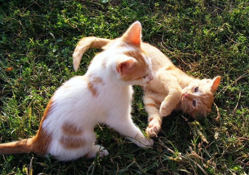 linkedin推广客服电话是多少？linkedin跑保险业返点好不好？