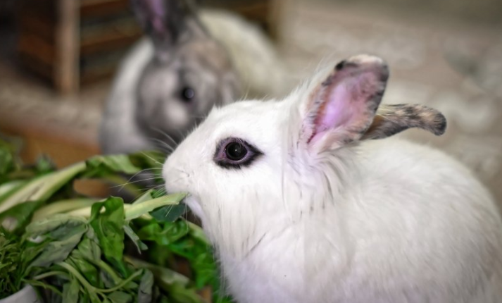 芒果TV广告怎么收费？芒果TV视频广告客服电话是多少?