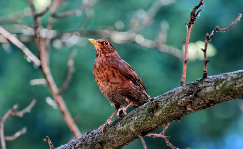 小红书广告怎么做？