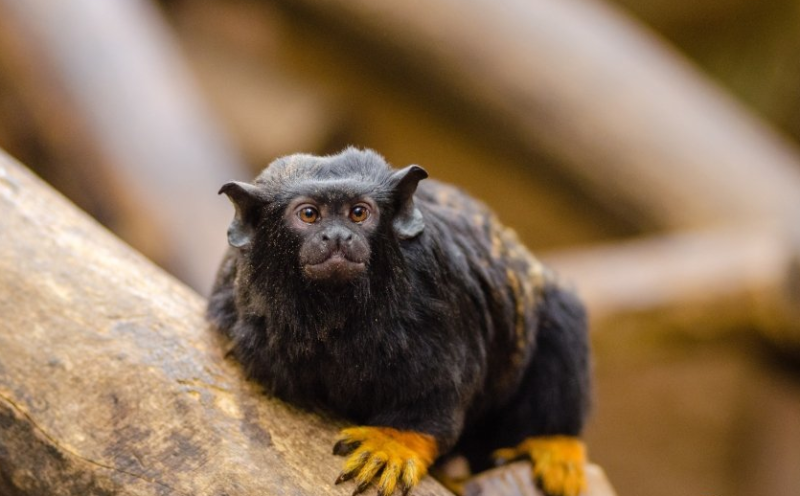 小红书推广的文章应该怎么样去优化？