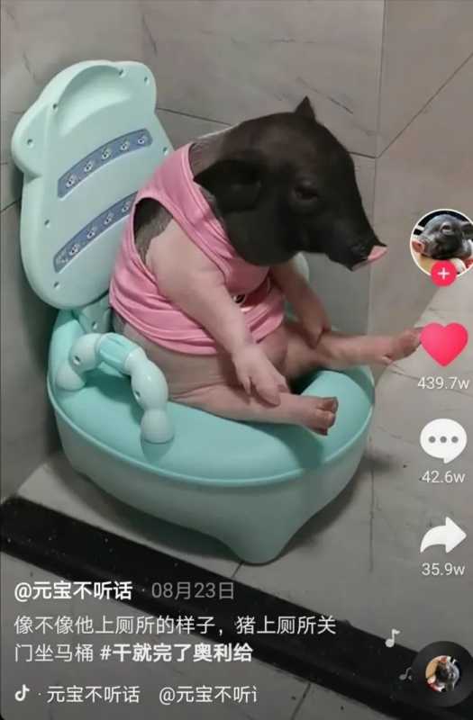 “它经济”、“云吸宠”背后的生意经 “它经济”、“云吸宠”背后的生意经