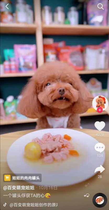 “它经济”、“云吸宠”背后的生意经 “它经济”、“云吸宠”背后的生意经