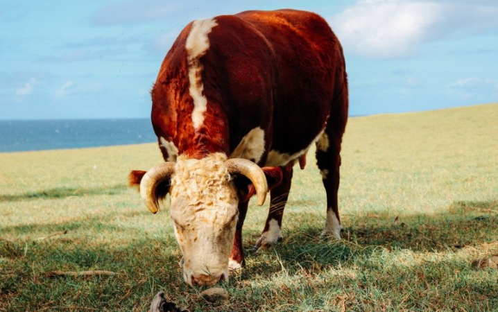 快手现在跑农业成本需要多少钱呢?快手代理商电话是多少? 快手现在跑农业成本需要多少钱呢?快手代理商电话是多少?